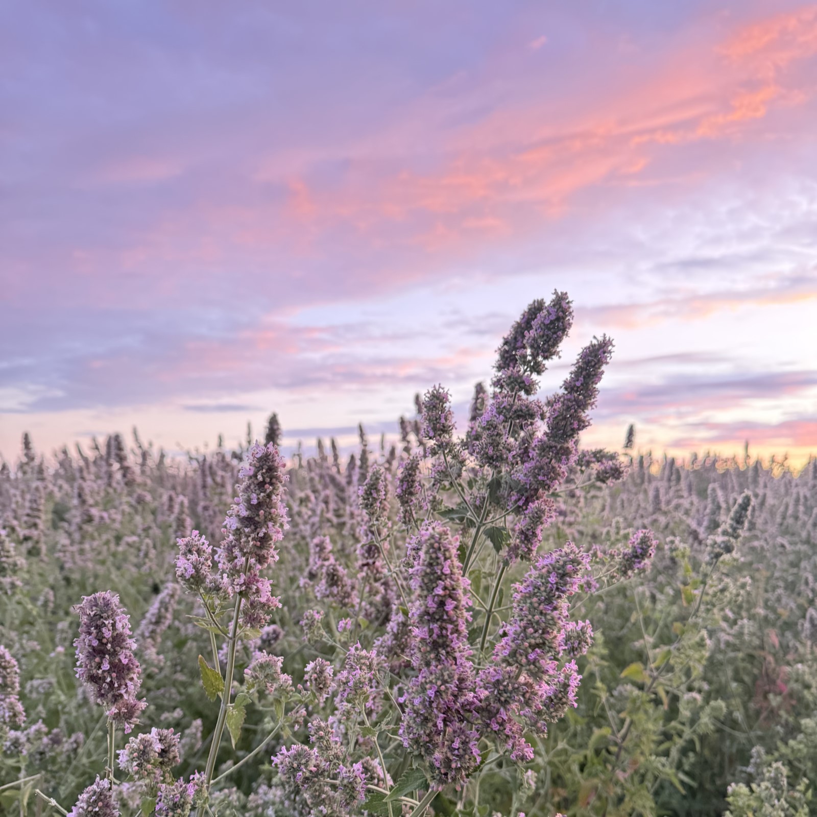 Premium catnip growing in our Washington State fields at sunset before the annual harvest